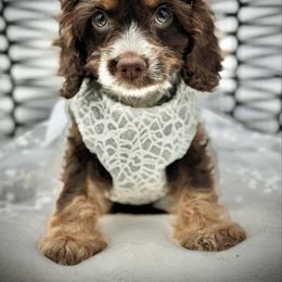Kiwi - Brown white and tan female Cockapoo puppy in Ocala, Florida from Top Notch Pupz