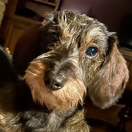 Bree - Dachshund