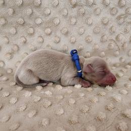Puppy 1 - Fawn (isabella) and tan male Dachshund puppy in Krum, Texas from Dots N Spots Dachshunds
