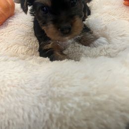Yorkipoo and Yorkshire Terrier Puppies from Sweet as dessert puppies
