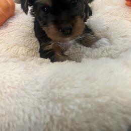 Yorkipoo and Yorkshire Terrier Puppies from Sweet as dessert puppies