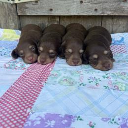 Hazel - Chocolate and cream female Dachshund puppy in Squires, Missouri from Hudson’s Hounds