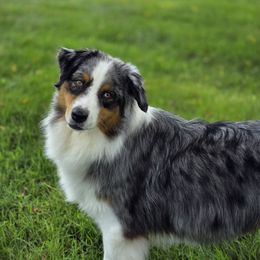Misty - Australian Shepherd