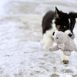 Australian Shepherd, Miniature American Shepherd, Miniature Australian Shepherd, and Toy Australian Shepherd Puppies from Painted Blue Aussies