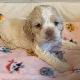 Girl 2 - Buff and white female Cocker Spaniel puppy in Gadsden, Alabama from Rich Cat’s