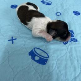 Domino - Black and white male Havanese puppy in Hampton, Virginia from Nevin Keeney