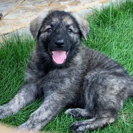 German Shepherd Puppies from Scenic Creek German Shepherds