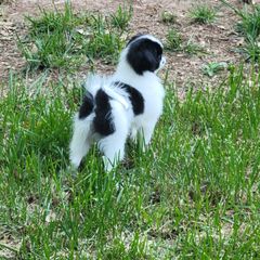 Japanese Chin Puppies from Carousel Chin