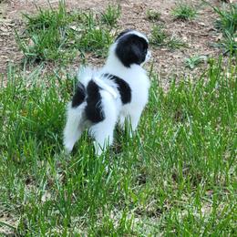 Japanese Chin Puppies from Carousel Chin