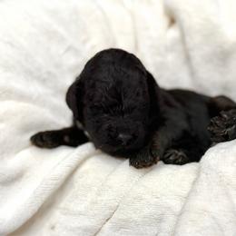 Darius - Phantom male Goldendoodle puppy in Spokane, Washington from Goldendoodles on the Prairie