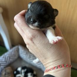 Girl 1 - Black parti female Pomeranian puppy in Somerset, Kentucky from Perez Pomeranians