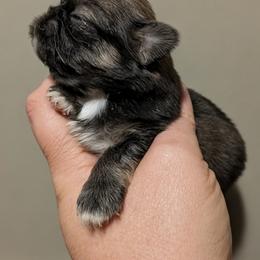 Male 3 - Fawn sable male Pekingese puppy in Crown City, Ohio from Amy’s Lil Pekingese