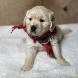 River - Light golden male Golden Retriever puppy in Phillips, Wisconsin from Alfalfa Lane Adventures