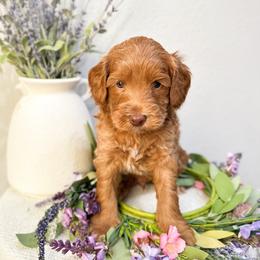 Flower - Caramel male Australian Labradoodle puppy in Palmdale, California from Pixie Doodle Paws