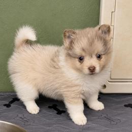 Sugar Momma - Blue merle female Pomeranian puppy in Knoxville, Tennessee from Thea's Puppies