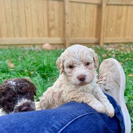 Water Lily (White collar) - Orange female Lagotto Romagnolo puppy in Ashland, Ohio from SS Australian Shepherds