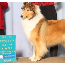 Collies and Shetland Sheepdogs from Clarity
