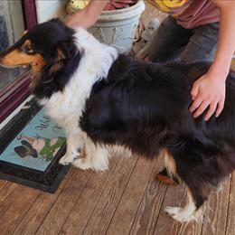 Dixie - Black white and tan female Collie puppy in Nevada, Missouri from Briarwood Collies