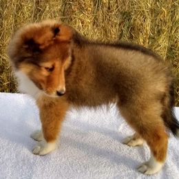 Shetland Sheepdog Puppies from MESA Shelties