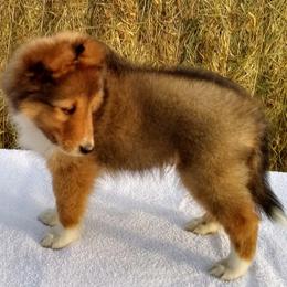 Shetland Sheepdog Puppies from MESA Shelties