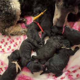 Light Pink - Phantom female Poodle puppy in Simms, Texas from Donna’s Aussies & Pink Heart Poodles