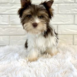 Zues - Chocolate tan and white male Biewer Terrier puppy in Greenwood, South Carolina from Sweet Southern Puppies