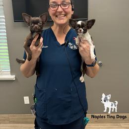 Chihuahua Puppies from Naples Tiny Dogs
