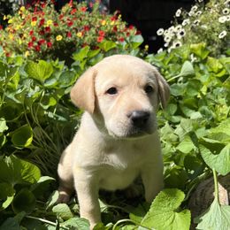 Jess - Yellow male Labrador Retriever puppy in Alger, Ohio from Osborne Family Retrievers