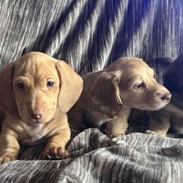 Dachshunds from Seaside Doxies