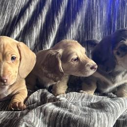 Dachshunds from Seaside Doxies