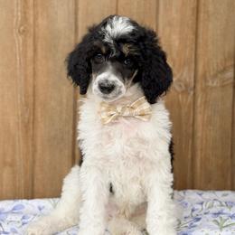 Oz - Parti male Poodle puppy in Bellville, Ohio from Cedar Ridge Standard Poodles