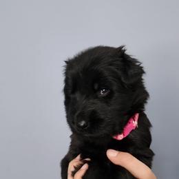 Bailey - Black female German Shepherd puppy in White Cloud, Michigan from Von WestLynn German Shepherds