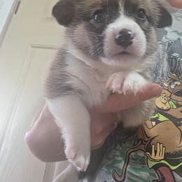 Red boy - Sable male American Corgi puppy in Odessa, Missouri from LOYAL T K9's CORGIS