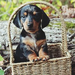 Blue - Dapple male Dachshund puppy in Allons, Tennessee from Amber's Flock Homestead