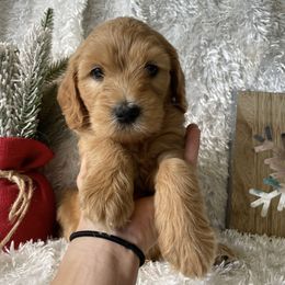 Goldendoodle Puppies from Stolt Southern Doodles