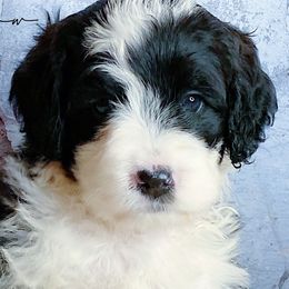 Bernedoodle and Bernese Mountain Dog Puppies from Bernedoodle.do