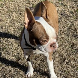Cletus - Boston Terrier