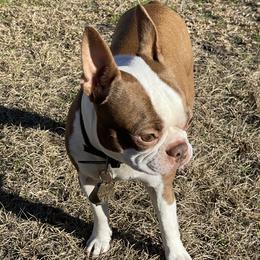 Cletus - Boston Terrier