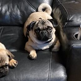 Pugs from Cookie's Pugs