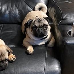 Pugs from Cookie's Pugs