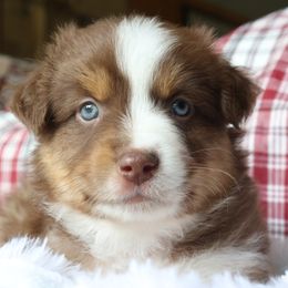 Fitz, Red Tri Male - Red tri Miniature Australian Shepherd puppy in Ocala, Florida from Silver River Mini Aussies