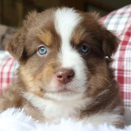 Fitz, Red Tri Male - Red tri Miniature Australian Shepherd puppy in Ocala, Florida from Silver River Mini Aussies