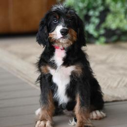 NYX (socialization program grad) - Tri-color female Bernedoodle puppy in Dundee, Ohio from Down Home Doodle