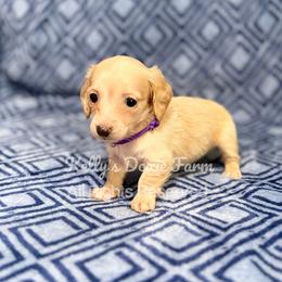 Cream Female Soft Wire Purple Collar - Cream female Dachshund puppy in Cleveland, Tennessee from Kelly's Doxie Farm