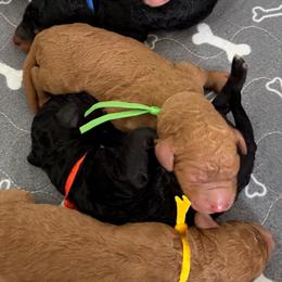 GoodLuck Bear- Green Collar - Red  male Goldendoodle puppy in Bay City, Texas from Charming Doods Goldendoodles