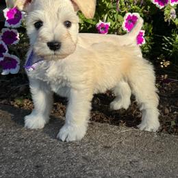 Missy - Wheaten female Miniature Schnauzer puppy in Jefferson, Oregon from Whiskey Meadows Miniature Schnauzers