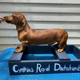 Slinky - Dachshund