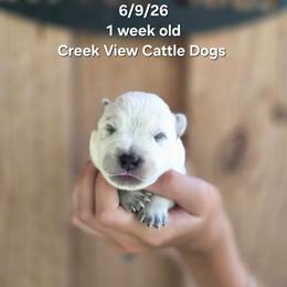 Boy 3 - Blue male Australian Cattle Dog puppy in Monroe, North Carolina from Creek View Cattle Dogs