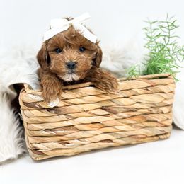 June - Red  female Goldendoodle puppy in Davison, Michigan from Dreaming Doodles