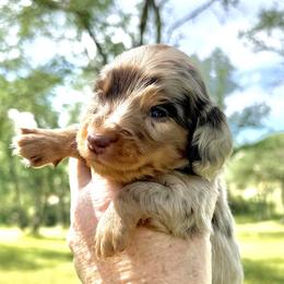Woody (AKC) - Dapple male Dachshund puppy in Valley Springs, California from River Breeze Dachshunds